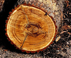 Свойства древесины дуба